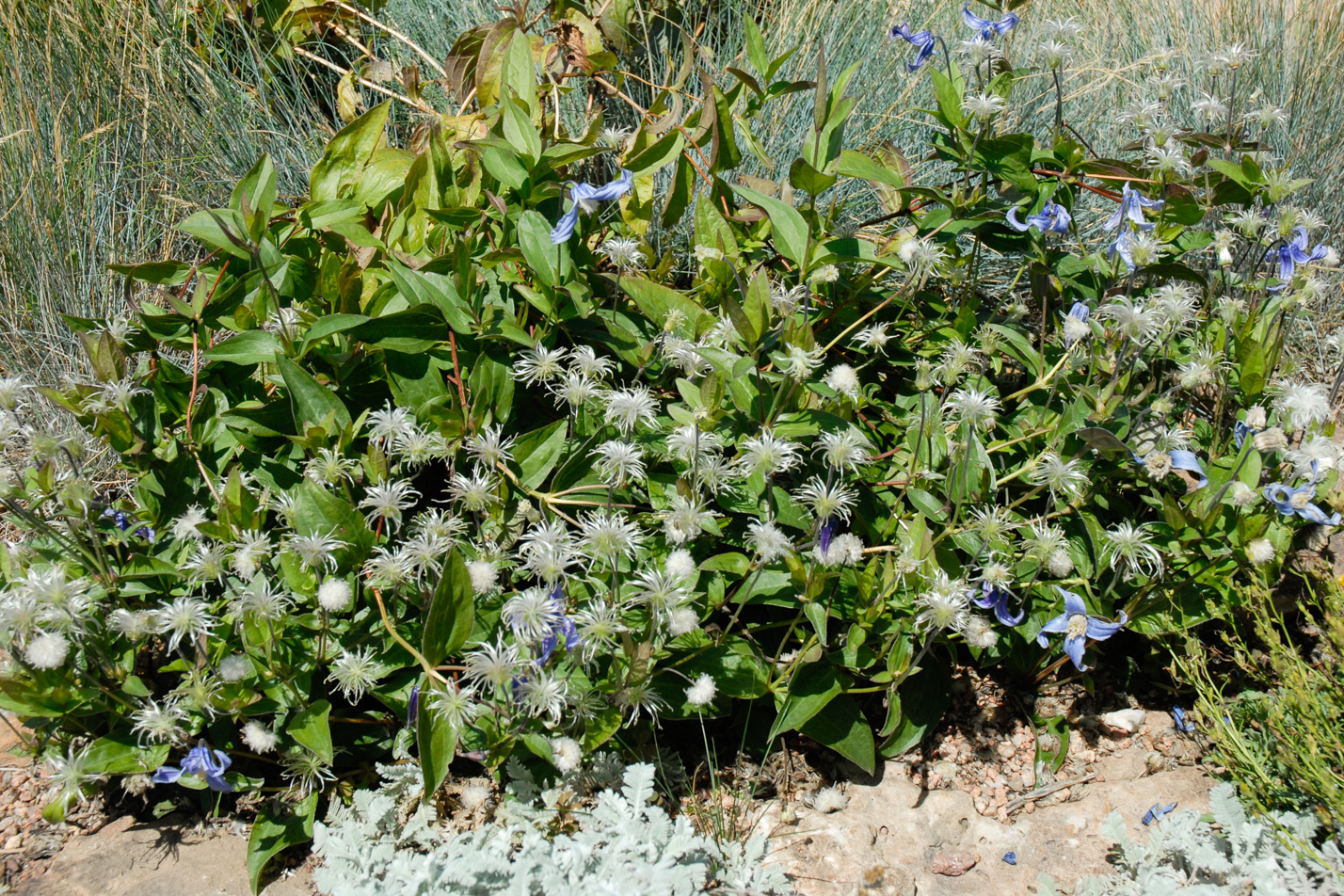 Mongolian Bells Clematis